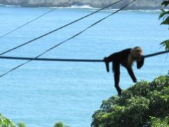 Mono carablanca en Manuel Antonio